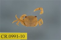 藏品(平背蜞)的圖片